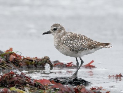 Black-bellied Plover