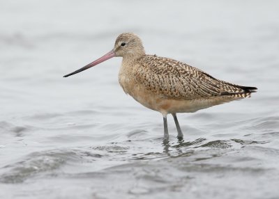 Marbled Godwit