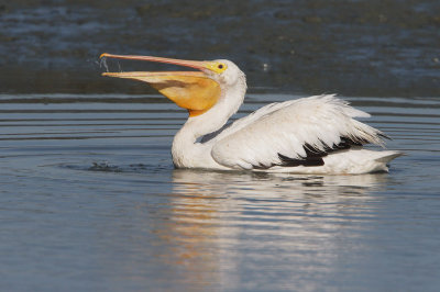 American White Pelican, fish in pouch