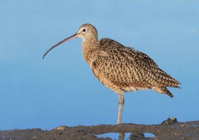 Long-billed Curlew