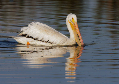 American White Pelican