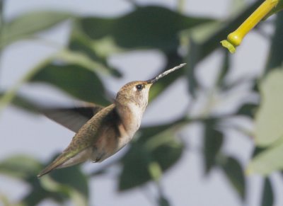 Black-chinned Hummingbird, profile