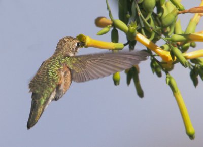 Black-chinned Hummingbird. rear angle
