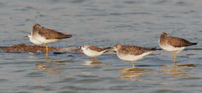 Wilson's Phalaropes and Greater Yellowlegs