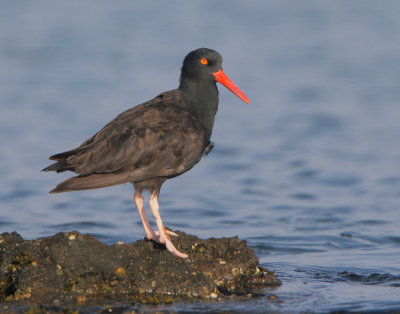 Black Oystercatcher