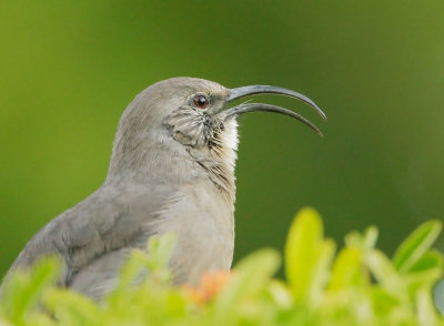 California Thrasher, September song