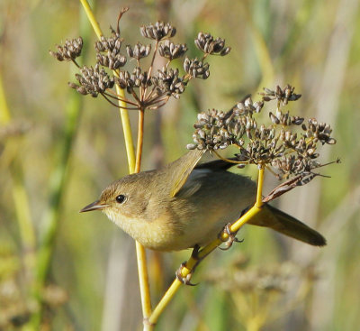 Common Yellowthroat, female