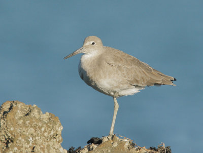 Willet