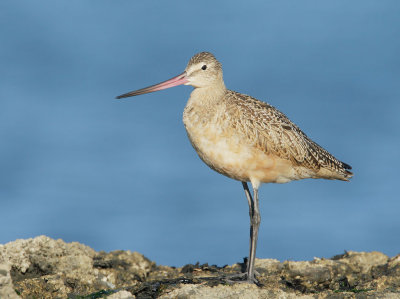 Marbled Godwit