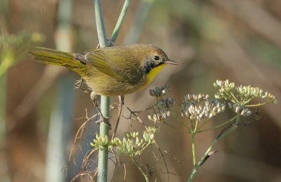 Common Yellowthroat, first winter male