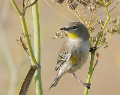 Yellow-rumped Warbler, Audubon's