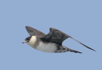 Pomarine Jaeger, breeding plumage