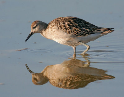 Ruff, juvenile male