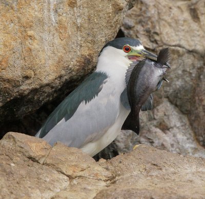 Black-crowned Night-Heron, with fish