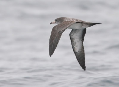 Pink-footed Shearwater