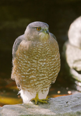 Cooper's Hawk