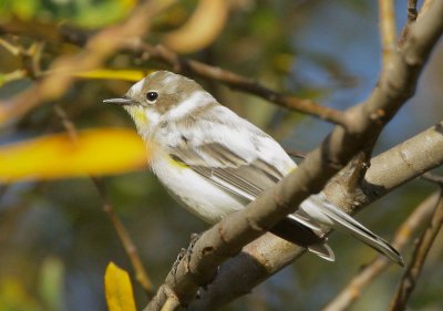 Yellow-rumped Warbler, Audubon's, partially amelanistic