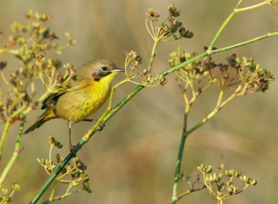 Common Yellowthroat, first winter male