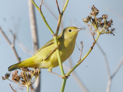 Yellow Warbler, female