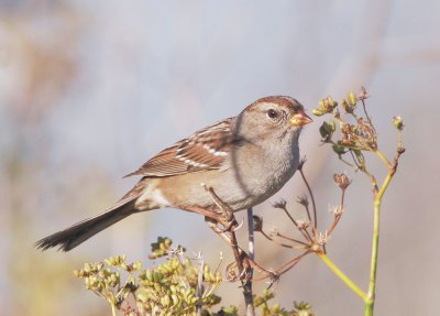 White-crowned Sparrow, first winter