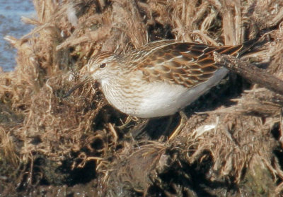 Pectoral Sandpiper, juvenile