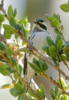 Black-throated Gray Warbler, female