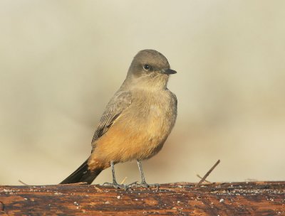 Say's Phoebe