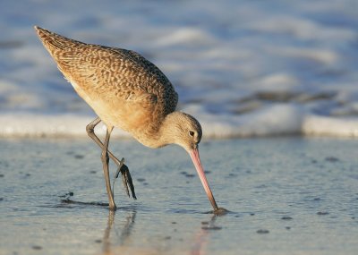 Marbled Godwit