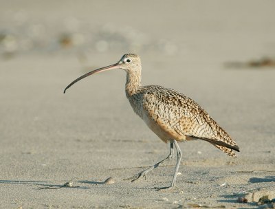 Long-billed Curlew