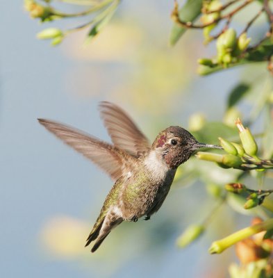 Annas Hummingbird, sub-adult male