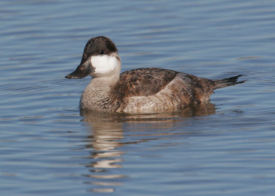 Ruddy Duck, male, nonbreeding plumage