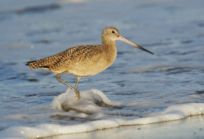 Marbled Godwit