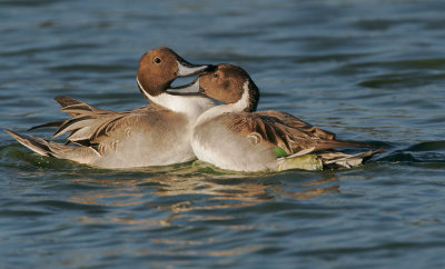 Northern Pintails, males fighting 4