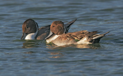 Northern Pintails, males fighting