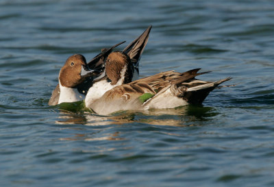 Northern Pintails, males fighting 2
