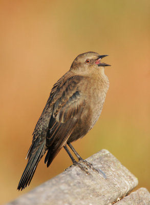 Red-winged Blackbird, bicolored female