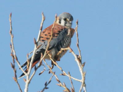 American Kestrel