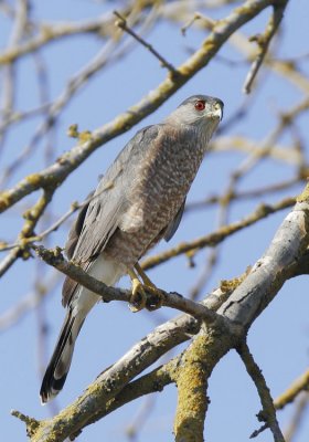 Coopers Hawk