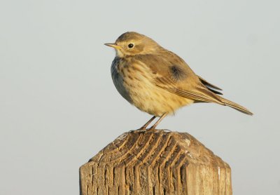 American Pipit