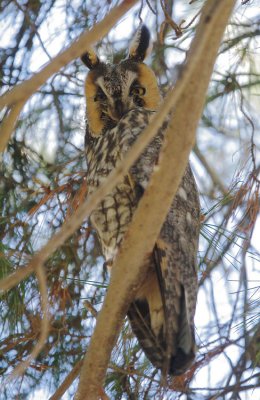 Long-eared Owl