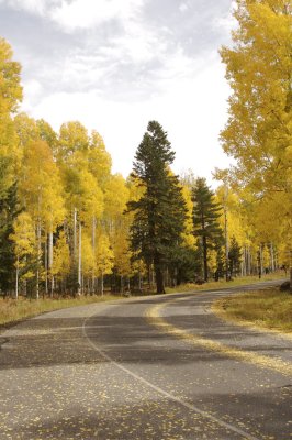 Arizona Fall