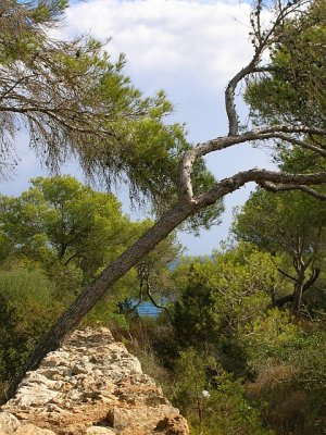 Natur an der Cala S' Amarador