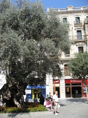 Palma, alter Olivenbaum