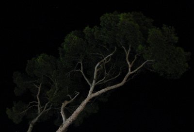 Nachtschatten...