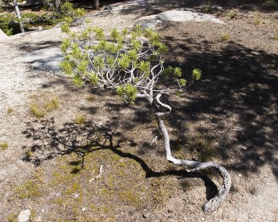 Bonzai shadows