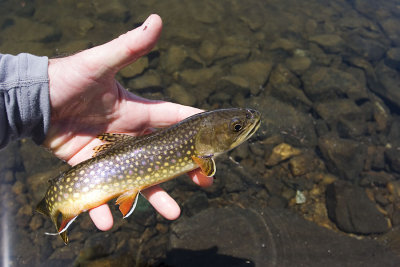 Tuolumne Meadows