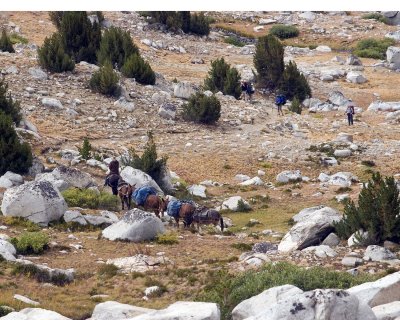 Pack train vs. humans