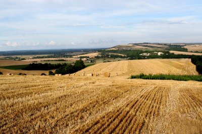 Sussex Harvest