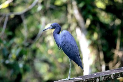 Little Blue Heron