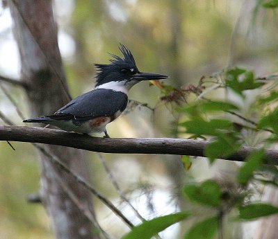 Belted Kingfisher - Difficult Hair Day